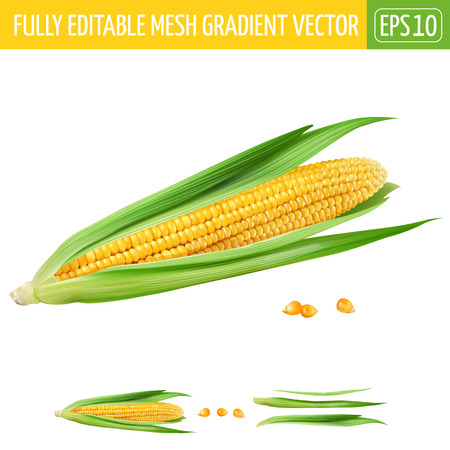 Corn on white background. Vector illustrationのイラスト素材