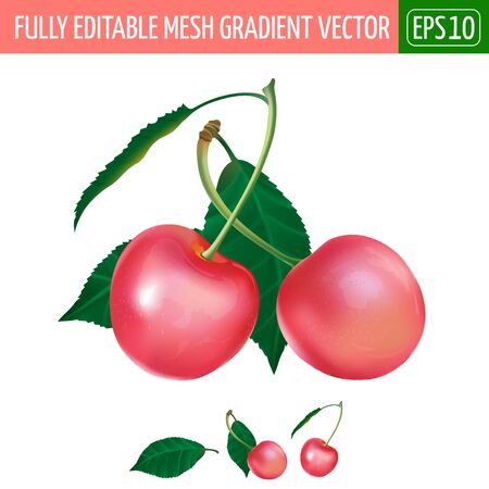 Cherry with leaves. Isolated illustration on white background.のイラスト素材