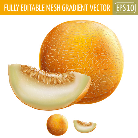 Melon isolated vector illustration on white background.のイラスト素材