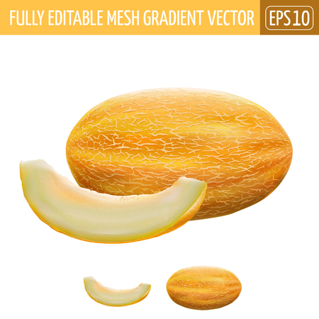 Melon isolated vector illustration on white background.のイラスト素材