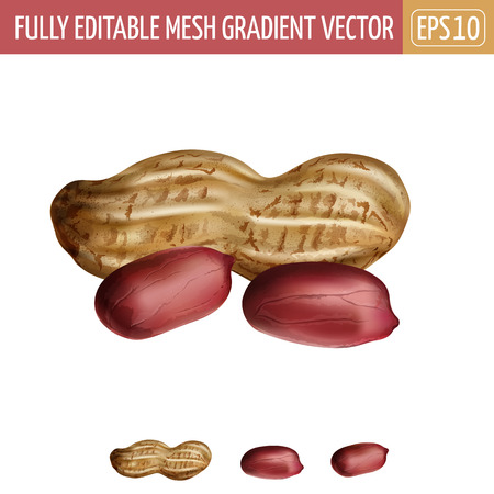 Peanut isolated vector illustration on white background.のイラスト素材
