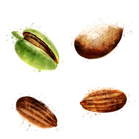 Almond on white background. Watercolor illustrationの写真素材