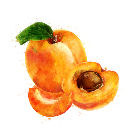 Apricot on white background. Watercolor illustrationの写真素材