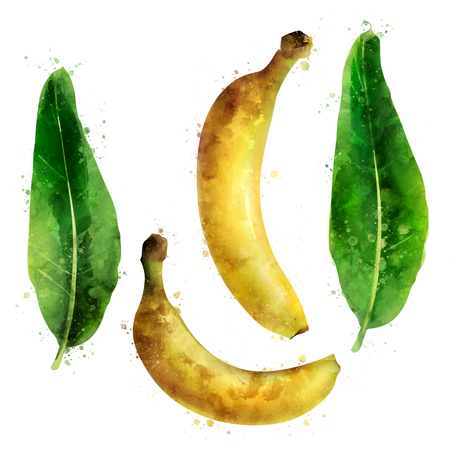 Banana on white background. Watercolor illustrationの写真素材