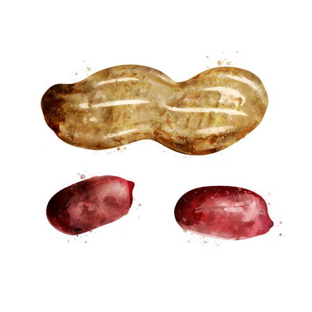 Peanut on white background. Watercolor illustrationの写真素材
