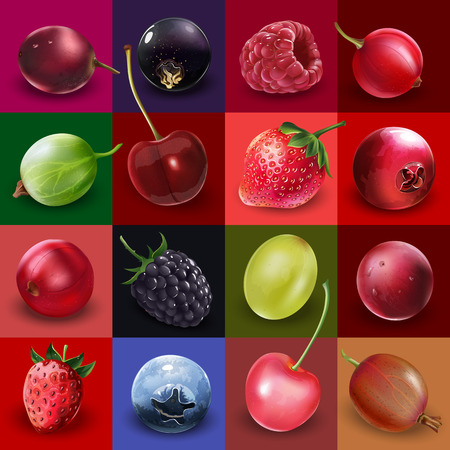 Cherries, strawberries, gooseberries, blueberries, raspberries, currants, blackberries, grapes and cranberries illustrations.のイラスト素材