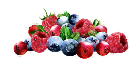Raspberries, cranberries and blueberries on white background. Watercolor illustrationの写真素材