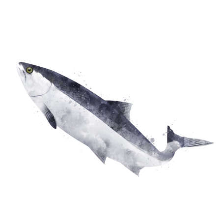 Pink Salmon, isolated raster illustration in watercolor style on a white background.の写真素材
