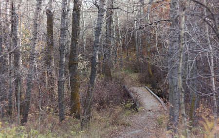 small wooden bridge on footpath in fallの写真素材