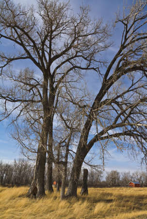majestic prairie tree on farm landの写真素材