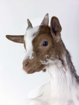 Young Goat - A symbol of 2015 on the Chinese calendarの写真素材