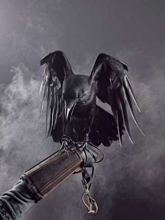 Big Black Raven in the smokeの写真素材