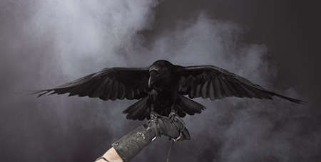 Big Black Raven in the smokeの写真素材