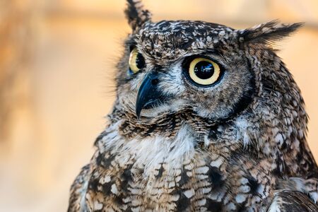 Close-up horned owl with big eyes watchingの写真素材