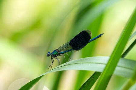 Blue dragonfly enjoys the sun lounging on a leaf near by water