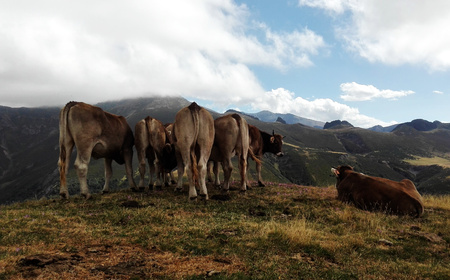 Landscape with cows in Picos de Europaの写真素材