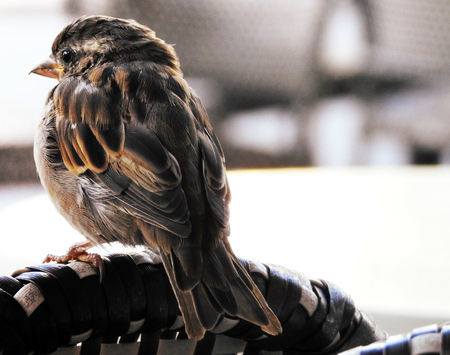 Small bird perched on a chairの写真素材