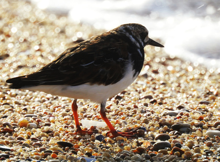 turnstone at the seashoreの写真素材