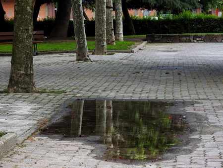 Dry trees and wet treesの写真素材