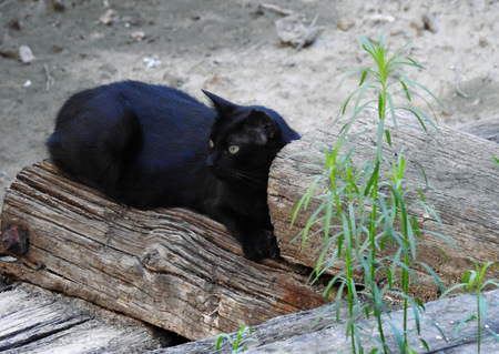 Black cat on a wooden trunkの写真素材