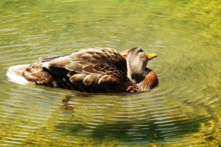 A duck scratches its neck in the lakeの写真素材