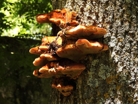 Detail of the bark of a tree plagued with fungi, on a hot August day