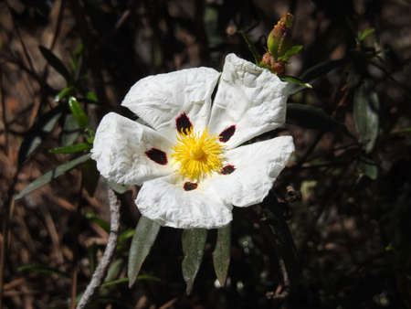 A single cistus in bloomの写真素材