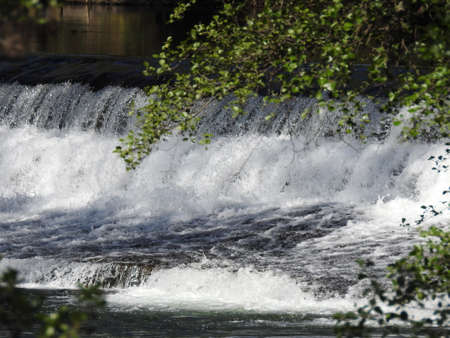 aquatic nature in summerの写真素材