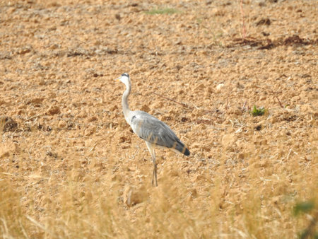 A heron in search of food in the Campos de Castillaの写真素材