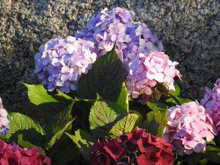 Hydrangea flowers blooming in the garden, closeup of photoの写真素材