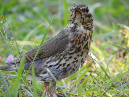 Song thrush (Turdus philomelos) in the grass