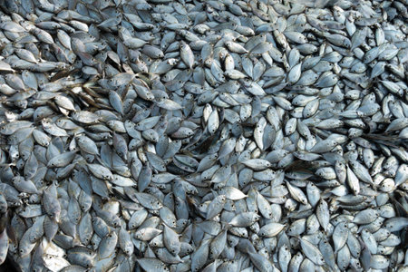 Many fresh small healthy closeup silver raw uncooked sardine anchovy bass fish animal catch from...