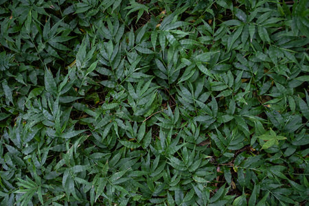 Beautiful green color leaf in peace forest tropical spring nature tree pattern background wallpaper, summer organic environment in jungle concept fresh ecology clean flower grass bush botanicalの写真素材