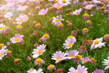 Beautiful pink flora blossom flower plant with green grass in bright sunlight summer, colorful nature field fresh outdoor park and garden with sunset landscapeの写真素材
