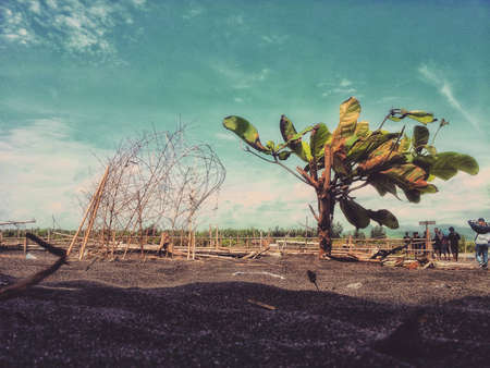These small trees such as bonsai