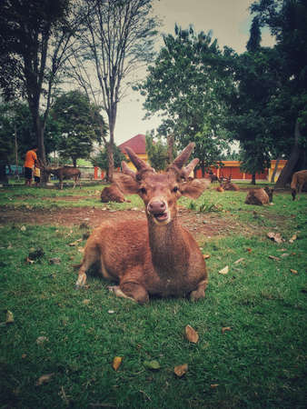 Deerのeditorial素材