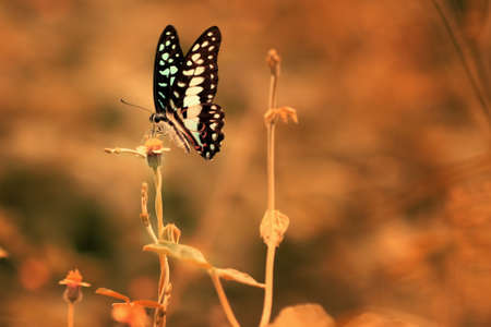 Butterfly in the gardenの写真素材
