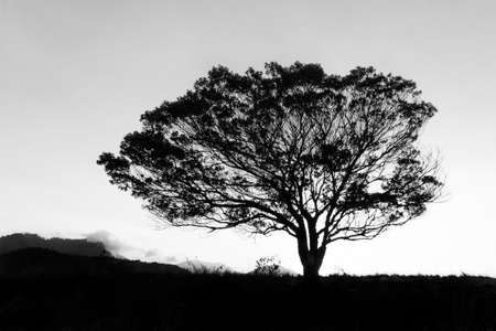 tree (b/w)の写真素材