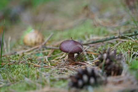 Mushroom in the woods