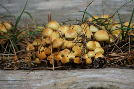 Mushroom in the woods