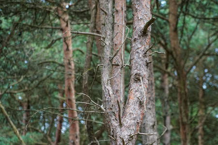 Forest view at Formby in England