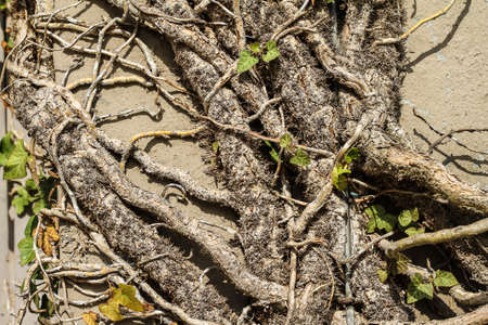 A climbing plant in a garden wall