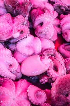 Fresh octopus with suction cups
の写真素材