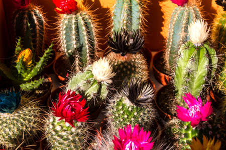 A group of blossom and colorful cactusの写真素材