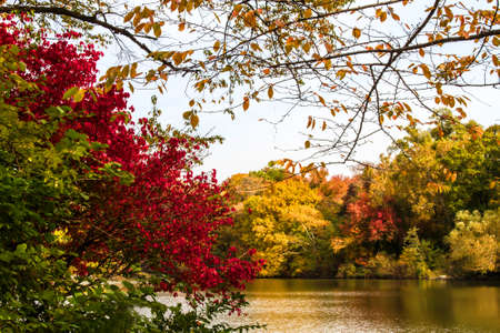 Autumn in the Central Park, New York, United States, view of the lakeの写真素材