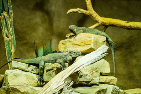 Exotic reptiles in a terrariumの写真素材