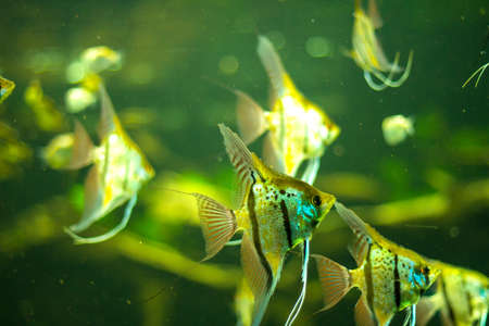 Underwater scene of ornamental fishes in an aquariumの写真素材