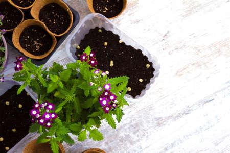 Planting flowers and vegetables at homeの写真素材