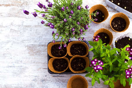 Planting flowers and vegetables at homeの写真素材