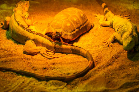 Exotic reptiles in a terrariumの写真素材